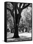 Oak Tree Study-Boyce Watt-Framed Stretched Canvas