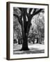 Oak Tree Study-Boyce Watt-Framed Art Print