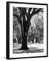 Oak Tree Study-Boyce Watt-Framed Art Print