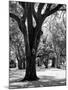 Oak Tree Study-Boyce Watt-Mounted Art Print
