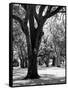 Oak Tree Study-Boyce Watt-Framed Stretched Canvas