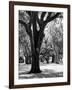 Oak Tree Study-Boyce Watt-Framed Art Print