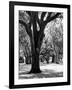 Oak Tree Study-Boyce Watt-Framed Art Print