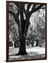 Oak Tree Study-Boyce Watt-Framed Art Print