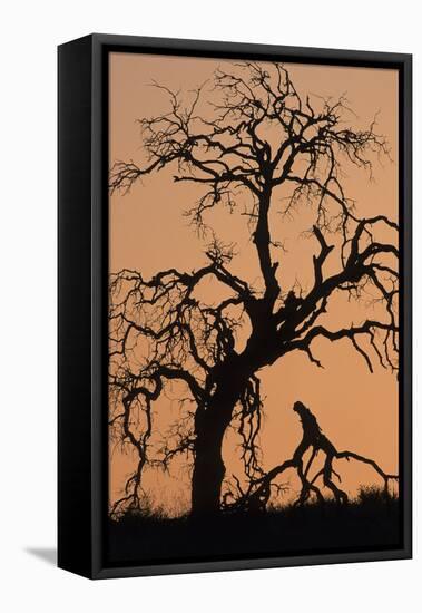 Oak Tree, Sunset, Pinnacles National Monument, California, USA-Gerry Reynolds-Framed Stretched Canvas