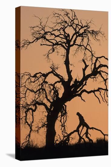 Oak Tree, Sunset, Pinnacles National Monument, California, USA-Gerry Reynolds-Stretched Canvas