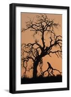 Oak Tree, Sunset, Pinnacles National Monument, California, USA-Gerry Reynolds-Framed Photographic Print