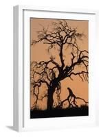 Oak Tree, Sunset, Pinnacles National Monument, California, USA-Gerry Reynolds-Framed Photographic Print