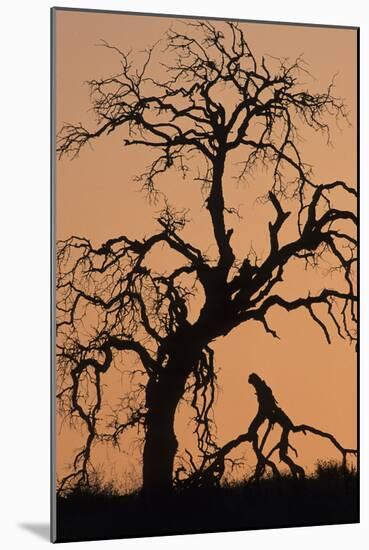 Oak Tree, Sunset, Pinnacles National Monument, California, USA-Gerry Reynolds-Mounted Photographic Print