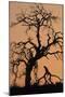 Oak Tree, Sunset, Pinnacles National Monument, California, USA-Gerry Reynolds-Mounted Photographic Print