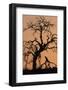 Oak Tree, Sunset, Pinnacles National Monument, California, USA-Gerry Reynolds-Framed Photographic Print