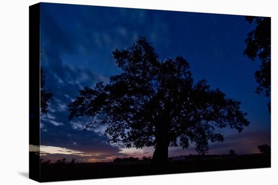 Oak Tree, the Oldest Tree in Hortobagy National Park, Hungary, July 2009-Radisics-Stretched Canvas