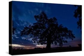 Oak Tree, the Oldest Tree in Hortobagy National Park, Hungary, July 2009-Radisics-Stretched Canvas