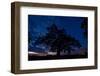 Oak Tree, the Oldest Tree in Hortobagy National Park, Hungary, July 2009-Radisics-Framed Photographic Print