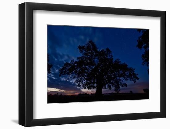 Oak Tree, the Oldest Tree in Hortobagy National Park, Hungary, July 2009-Radisics-Framed Photographic Print