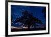 Oak Tree, the Oldest Tree in Hortobagy National Park, Hungary, July 2009-Radisics-Framed Photographic Print