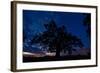 Oak Tree, the Oldest Tree in Hortobagy National Park, Hungary, July 2009-Radisics-Framed Photographic Print