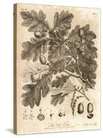 Oak Tree with Acorns, Leaves and Branch, Quercus Robur. , 1776 (Engraving)-Johann Sebastien Muller-Stretched Canvas