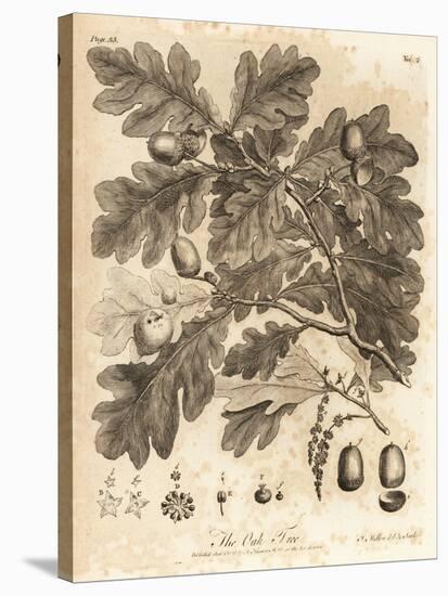 Oak Tree with Acorns, Leaves and Branch, Quercus Robur. , 1776 (Engraving)-Johann Sebastien Muller-Stretched Canvas
