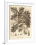 Oak Tree with Acorns, Leaves and Branch, Quercus Robur. , 1776 (Engraving)-Johann Sebastien Muller-Framed Giclee Print