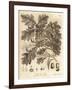 Oak Tree with Acorns, Leaves and Branch, Quercus Robur. , 1776 (Engraving)-Johann Sebastien Muller-Framed Giclee Print