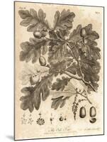 Oak Tree with Acorns, Leaves and Branch, Quercus Robur. , 1776 (Engraving)-Johann Sebastien Muller-Mounted Giclee Print