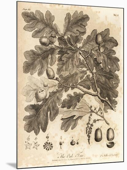 Oak Tree with Acorns, Leaves and Branch, Quercus Robur. , 1776 (Engraving)-Johann Sebastien Muller-Mounted Giclee Print