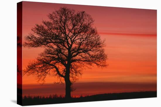 Oak Tree with Buzzard, Field in Winter Dawn Light-null-Stretched Canvas
