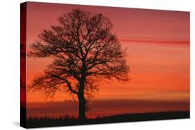 Oak Tree with Buzzard, Field in Winter Dawn Light-null-Stretched Canvas