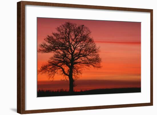 Oak Tree with Buzzard, Field in Winter Dawn Light-null-Framed Photographic Print