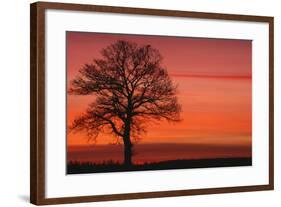 Oak Tree with Buzzard, Field in Winter Dawn Light-null-Framed Photographic Print