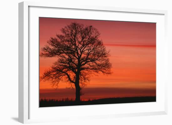 Oak Tree with Buzzard, Field in Winter Dawn Light-null-Framed Photographic Print