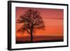 Oak Tree with Buzzard, Field in Winter Dawn Light-null-Framed Photographic Print