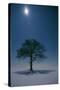 Oak Tree with Moon, Night Landscape in Snow-null-Stretched Canvas