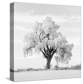 Oak Tree-Jean Miele-Stretched Canvas