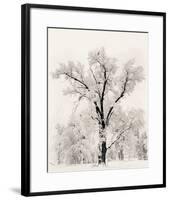 Oak Tree-Ansel Adams-Framed Art Print