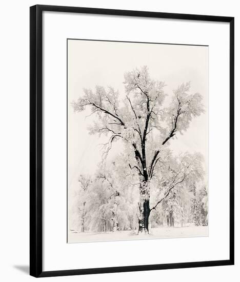 Oak Tree-Ansel Adams-Framed Art Print