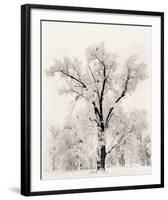 Oak Tree-Ansel Adams-Framed Art Print