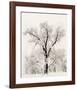 Oak Tree-Ansel Adams-Framed Art Print