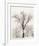 Oak Tree-Ansel Adams-Framed Art Print