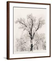 Oak Tree-Ansel Adams-Framed Art Print