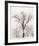 Oak Tree-Ansel Adams-Framed Art Print