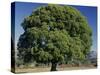 Oak Tree-null-Stretched Canvas