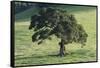 Oak Tree-DLILLC-Framed Stretched Canvas