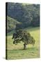 Oak Tree-DLILLC-Stretched Canvas