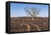 Oak Tree-dendron-Framed Stretched Canvas
