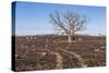 Oak Tree-dendron-Stretched Canvas