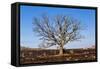 Oak Tree-dendron-Framed Stretched Canvas