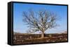 Oak Tree-dendron-Framed Stretched Canvas