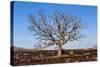 Oak Tree-dendron-Stretched Canvas